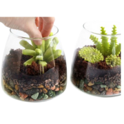 Terrarium made out of edible items